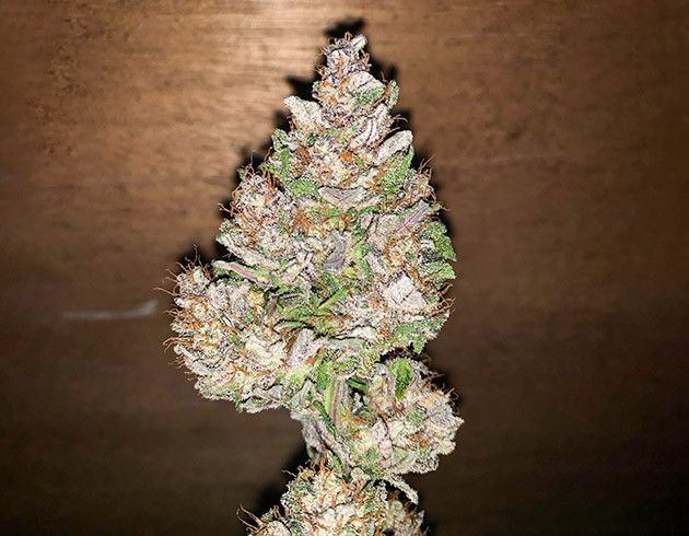 Готовый урожай Шишка с фиолетового куста