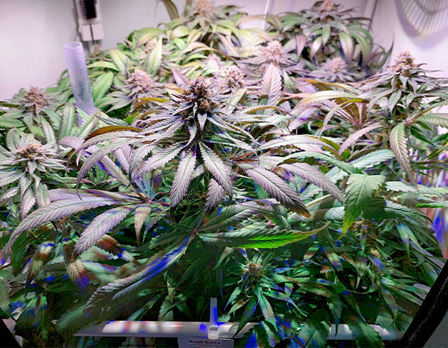 Финальная неделя цветения Royal Runtz Финальная стадия созревания Royal Runtz