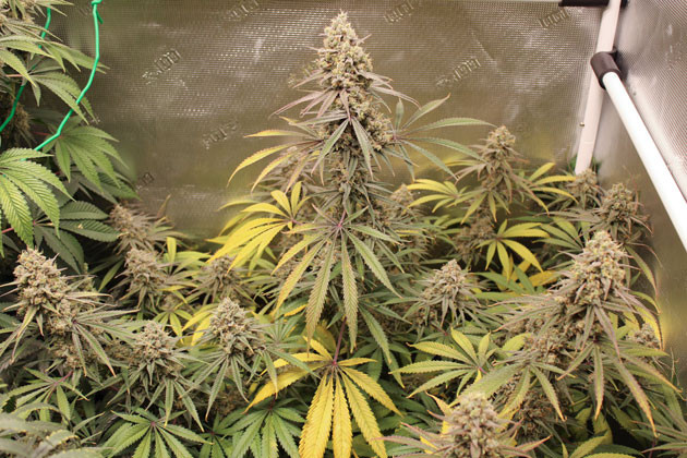 предхарвест кустов Shiskaberry Подготовка к харвесту конопли Shiskaberry