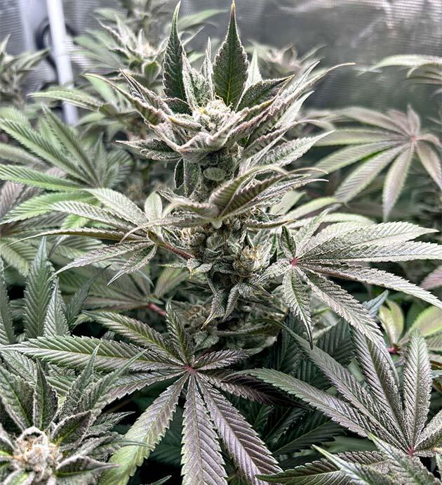 Приближение к харвесту 17 неделя развития сорта RS11 x Banana OG