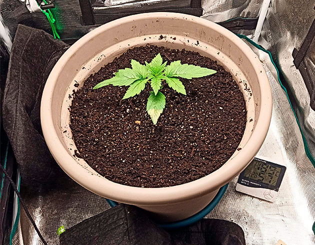 Первые шаги моего Bruce Banner #3 Стартовый этап роста Bruce Banner #3