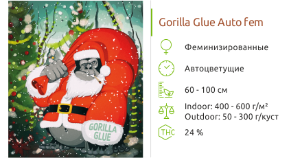 Сорт конопли Gorilla Glue Auto fem Gorilla Glue Auto