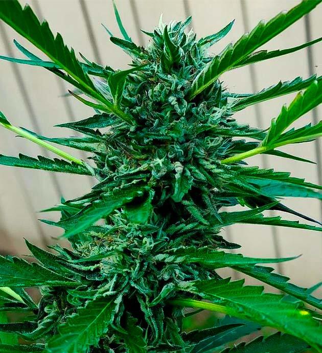 Дефолиация марихуаны Конопля на 19 неделе роста