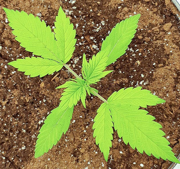 Первая неделя выращивания Три этажа листьев