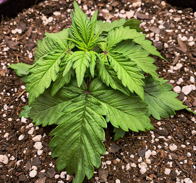 Недолив растения Опущенные и увядающие листья