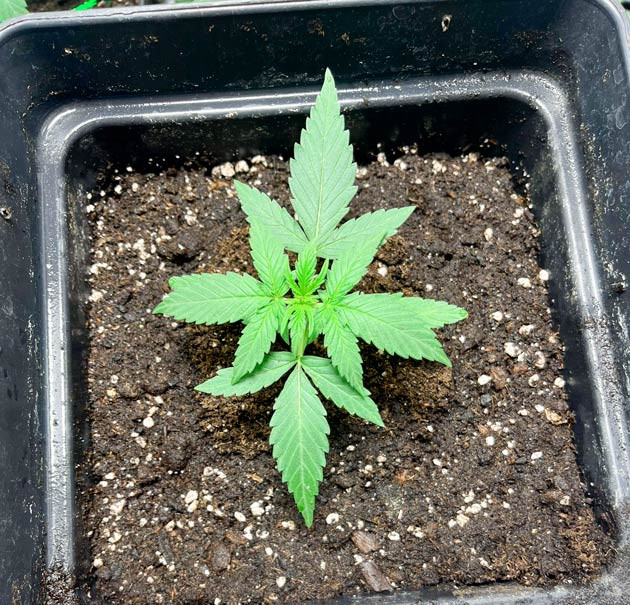 Пересадка в горшок и изменения в составе удобрений Росток Titan F1 Auto от Royal Queen Seeds на 2 неделе