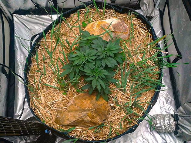 Топпинг Blue Gelato 41 на 4-5-й неделе Неделя 4-5: рост марихуаны Blue Gelato 41