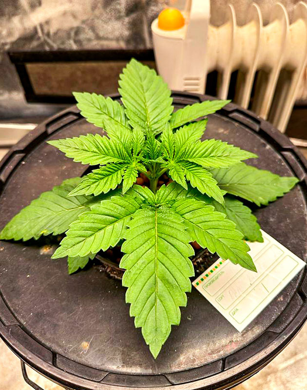 Выращивание конопли Roze Runtz в гидропонной установке Гидропонное выращивание сорта Roze Runtz