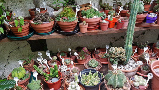 Сад кактусов при музее конопли Кактусы из музея