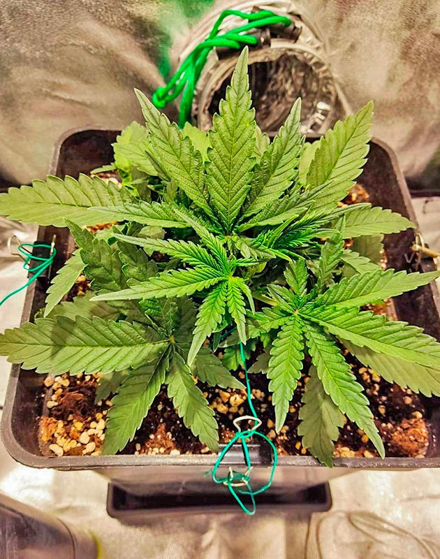 Установка сетки ScrOG Дефолиация марихуаны