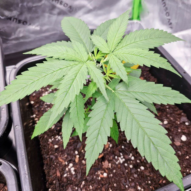 Первый топпинг марихуаны Apple Betty ростом 18 см