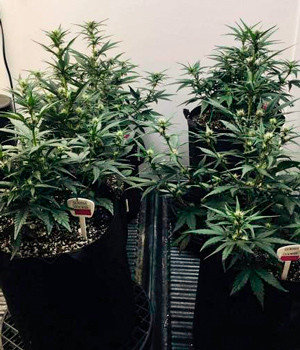 Цветение Gorilla Cookies Auto Начало цветения на 4 неделе