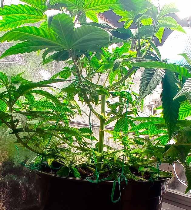 Пересадка в большой горшок и подготовка к цветению Куст Jealousy Kush на 4 неделе развития