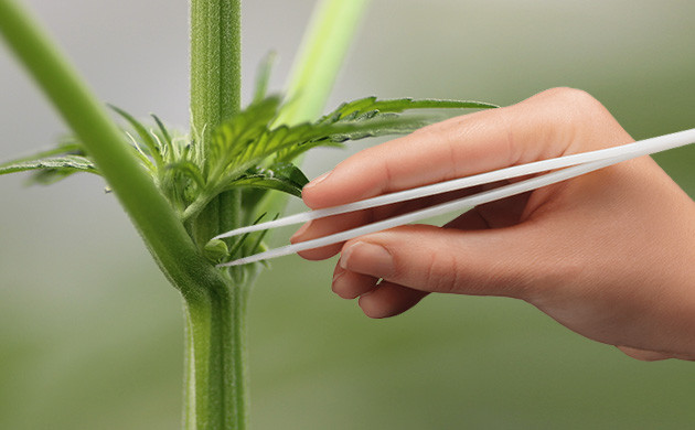 Как поступать с гермафродитами-конопли Удаление мешочка с пыльцой