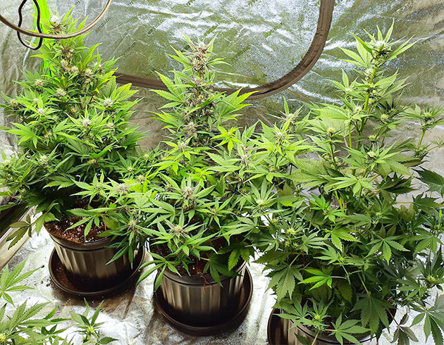 Растягивание ветвей метолом LST Появление фиолетового оттенка