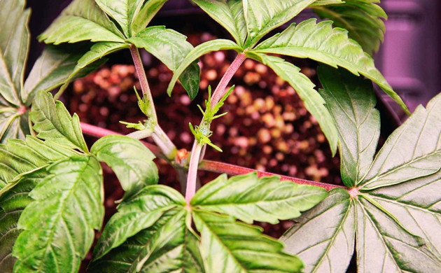 Выполнение второго топпинга Куст после второго топпинга