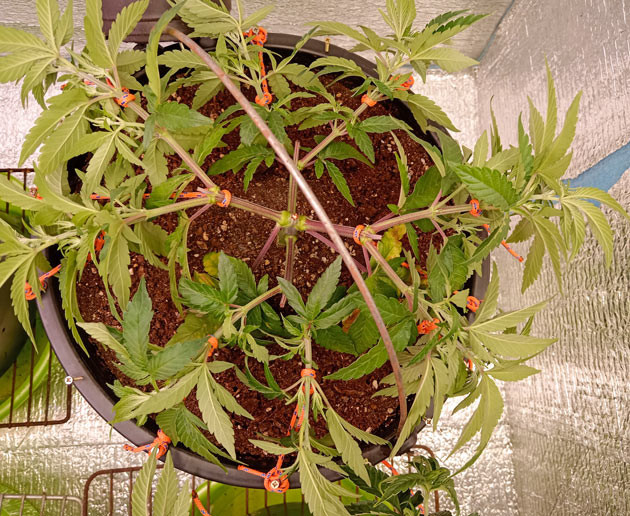 Применение техники LST и топпинга марихуаны Куст Gelato 2 Auto от Семяныча на стадии вегетации