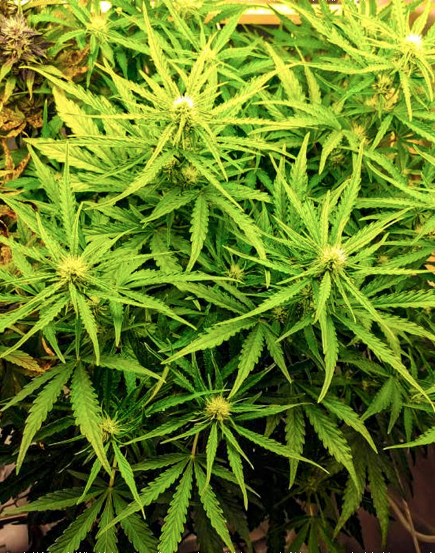 Применение техники ScrOG для куста Auto Chocolate Skunk Цветение куста Auto Chocolate Skunk