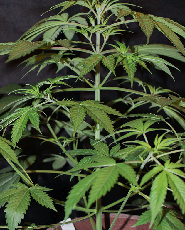 Тренировка растения Shiskaberry Подготовка куста Shiskaberry к цветению