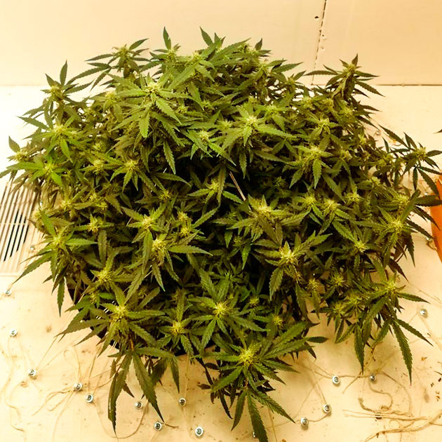 Цветение куста Alpha 21 Куст Alpha 21 на цветении