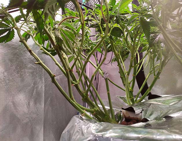 Подготовка конопли к цветению Дефолиация марихуаны