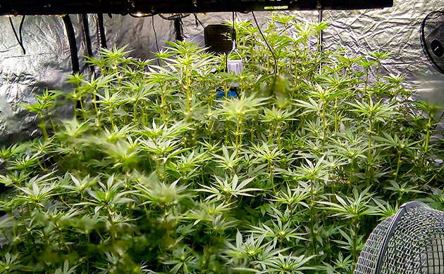 Растения конопли на 7 неделе роста Цветущие кусты в тенте