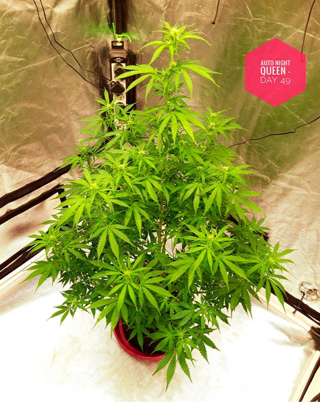 Цветение на 7 неделе выращивания Рост куста 88 см на 49 день выращивания