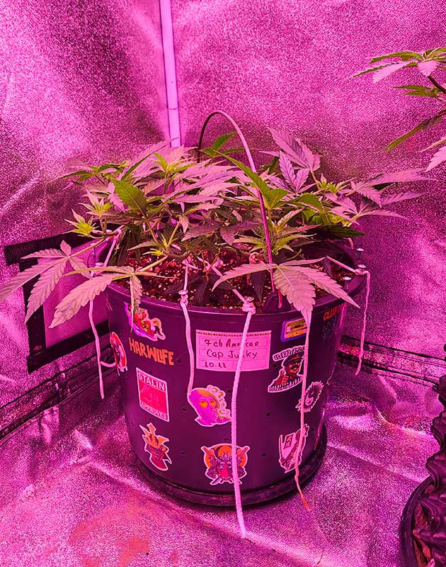 LST и мейн-лининг каннабиса Завершение топпинга у марихуаны