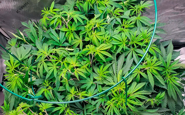 Повторные поливы конопли 7 неделя роста каннабиса