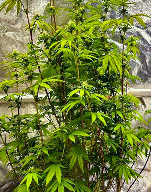 Цветение куста Roze Runtz Куст Roze Runtz на цветении