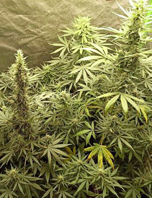 Цветение на 8 неделе Развитие крупных шишек