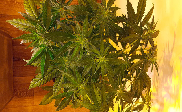 Вторая неделя цветения Увеличение роста куста до 65 см