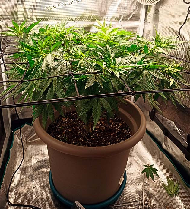 Начало цветения Bruce Banner #3 Переход на 12/12 у Bruce Banner #3