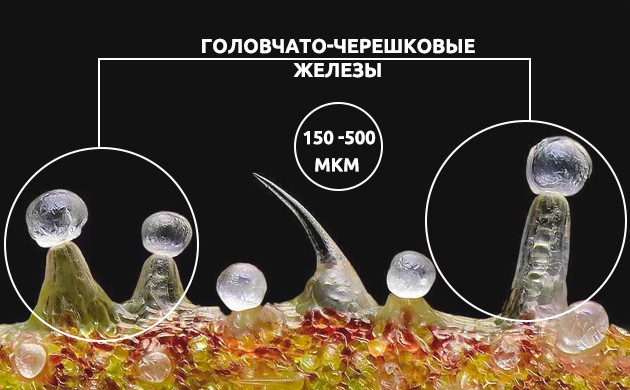 Трихомы каннабиса с головчато-черешковымы железами Головчато-черешковые трихомы