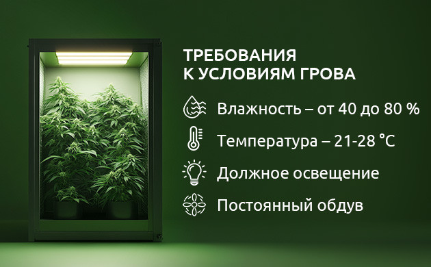 Оптимальные условия для грова Факторы успешного выращивания каннабиса