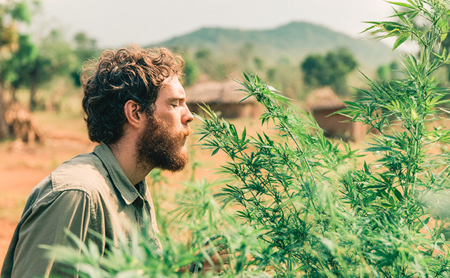 Вкусовой профиль Power Plant и ароматическая палитра Вкусоароматические свойства и терпеновый профиль