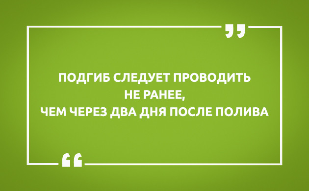 Главное правило LST Подгиб проводят через два дня после полива