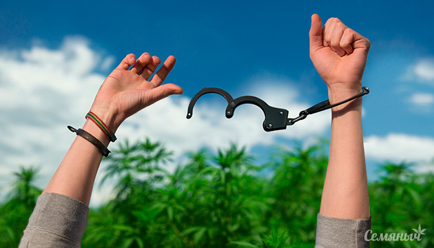 Как декриминализация марихуаны снизила преступность Конопля без преступности