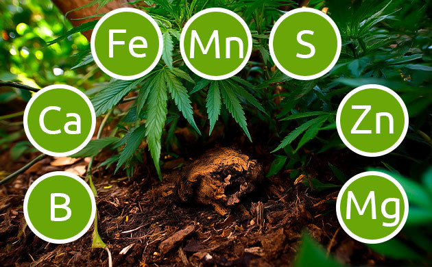 Богатый комплекс необходимых микроэлементов в гуано Микроэлементы в составе гуано