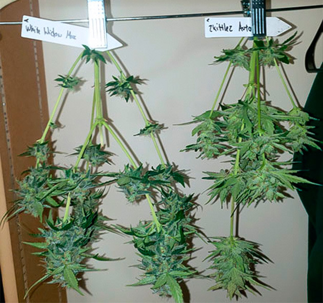 Харвест растений Solo Cup Challenge Вертикальная сушка маленьких кустов