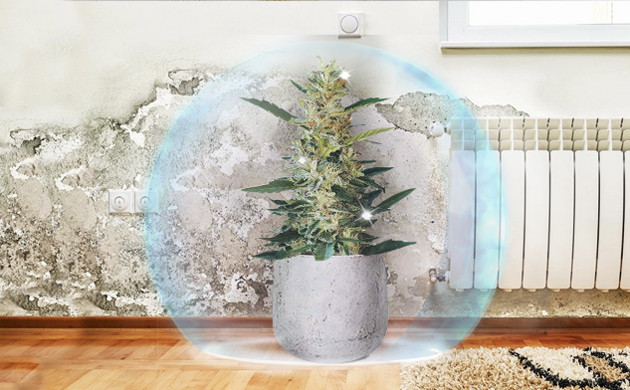 Как защитить куст марихуаны от плесени Защита куста конопли от плесени