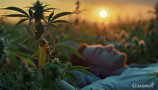 Влияние каннабиса на качество сна Как конопля воздействует на сон и что нужно знать
