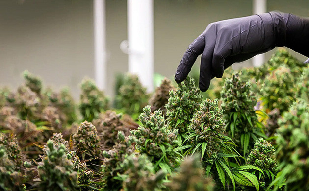 Расстояние для здоровья растений Пространство и свет для конопли