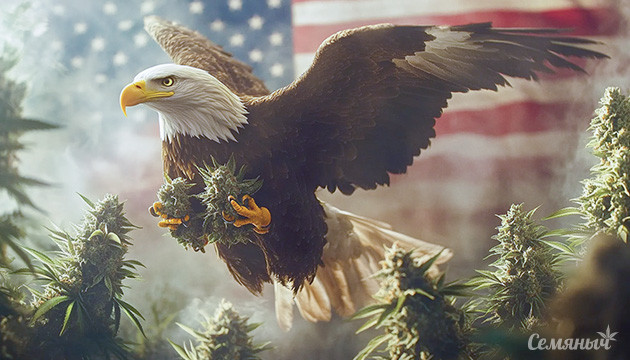 Конопля из США