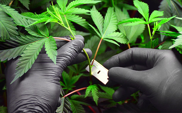 Забор клона с родительского растения Обрезка материнского растения