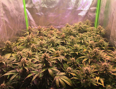 Ожог питательными веществами Химический ожог на листьях