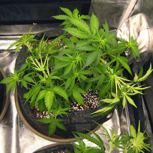 Изменение схемы питания Два куста Tangie'matic после метода LST