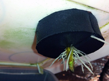 Развитие корней клонов на 3 неделе Корешок клона