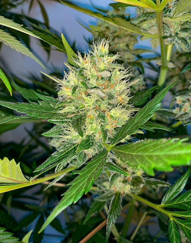 Ожидание харвеста Куст Zkittles Auto от сидбанка Семяныч на 10 неделе