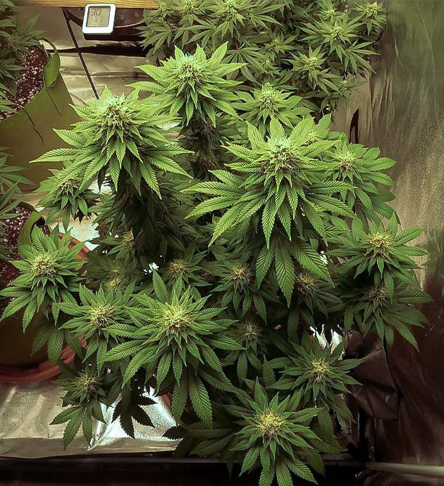 Выращивание конопли Pineapple Chunk Выращивание сорта марихуаны Pineapple Chunk